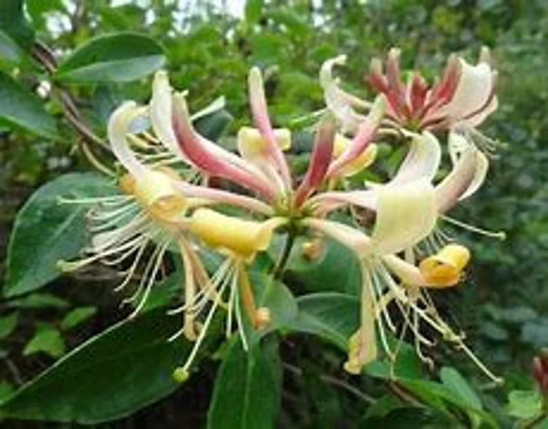 Purple Honeysuckle 1 Gallon Live Plant – Fragrant Flowers, Climbing Vine