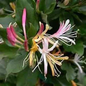 Purple Honeysuckle 1 Gallon Live Plant – Fragrant Flowers, Climbing Vine