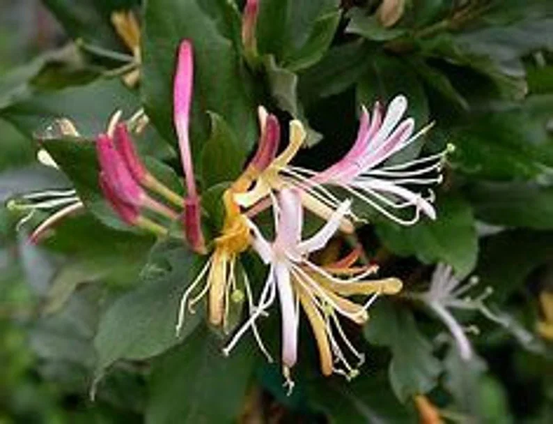 Purple Honeysuckle 1 Gallon Live Plant – Fragrant Flowers, Climbing Vine