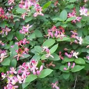 Purple Honeysuckle 1 Gallon Live Plant – Fragrant Flowers, Climbing Vine