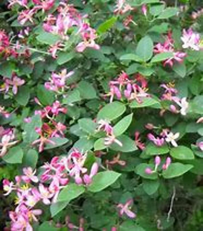 Purple Honeysuckle 1 Gallon Live Plant – Fragrant Flowers, Climbing Vine