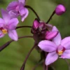Purple Lavender Ground Orchid - Spathoglottis Plicata - 12" Tall in 4" Pot - Stunning Blooms