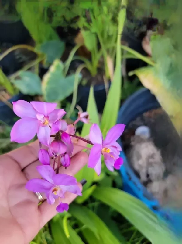 Purple Lavender Ground Orchid - Spathoglottis Plicata - 12" Tall in 4" Pot - Stunning Blooms