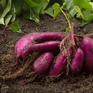 Purple Majesty Sweet Potato Slips - 10 Non GMO Plants - Garden Ready