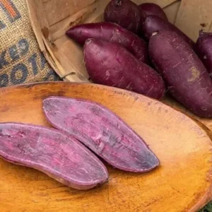 Purple Majesty Sweet Potato Slips - 10 Non GMO Plants - Garden Ready