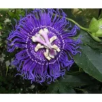Purple Passion Flower Plant Passiflora Inspiration Plant- 4-6 Inch Seedling - Fast-Growing Passiflora Vine