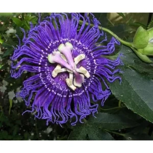Purple Passion Flower Plant Passiflora Inspiration Plant- 4-6 Inch Seedling - Fast-Growing Passiflora Vine