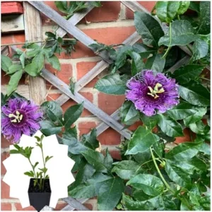 Purple Passion Flower Plant Passiflora Inspiration Plant- 4-6 Inch Seedling - Fast-Growing Passiflora Vine