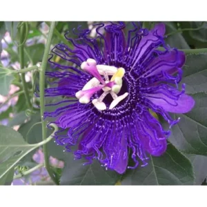 Purple Passion Flower Plant Passiflora Inspiration Plant- 4-6 Inch Seedling - Fast-Growing Passiflora Vine