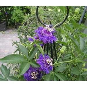 Purple Passion Flower Plant Passiflora Inspiration Plant- 4-6 Inch Seedling - Fast-Growing Passiflora Vine