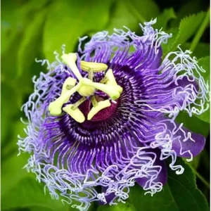 Purple Passion Flower Plant Passiflora Inspiration Plant- 4-6 Inch Seedling - Fast-Growing Passiflora Vine