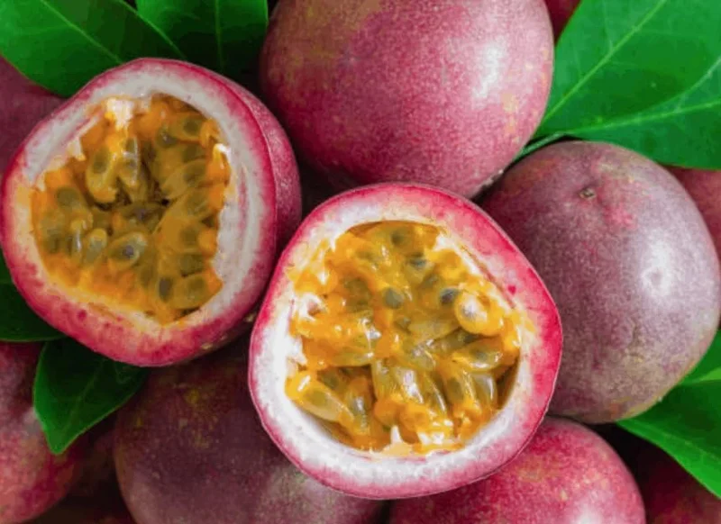 Purple Passion Fruit Plant - Passion Vine - 10-16 Inch Tall - Half Gallon Pot