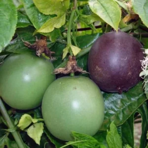 Purple Passion Fruit Plant - Passion Vine - 10-16 Inch Tall - Half Gallon Pot