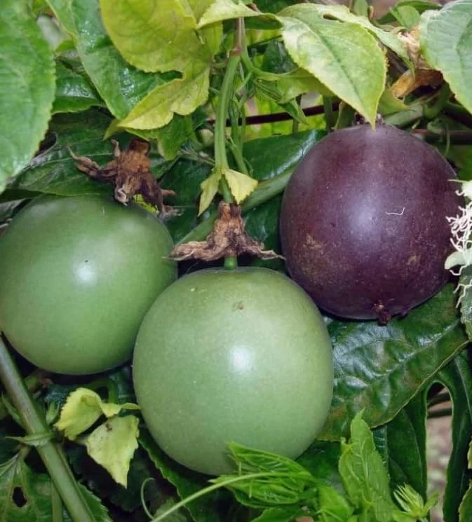 Purple Passion Fruit Plant - Passion Vine - 10-16 Inch Tall - Half Gallon Pot