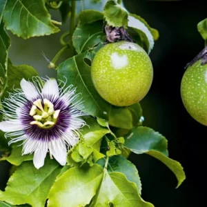 Purple Passion Fruit Plant - Passion Vine - 10-16 Inch Tall - Half Gallon Pot