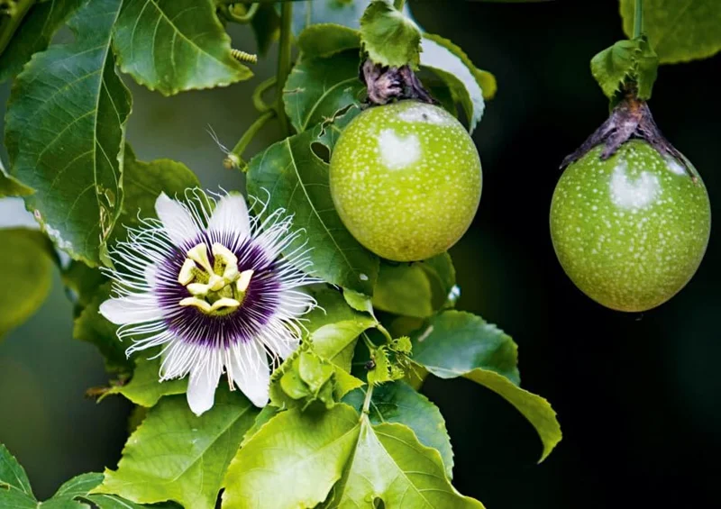 Purple Passion Fruit Plant - Passion Vine - 10-16 Inch Tall - Half Gallon Pot