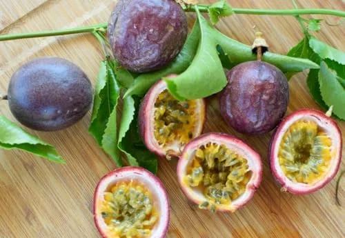 Purple Passion Fruit Plant - Passion Vine - 8-10 Inch Tall - 4 Inch Pot