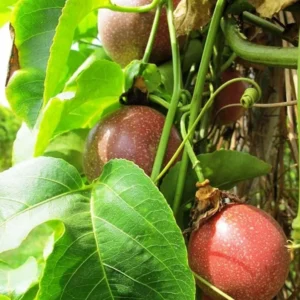 Purple Passion Fruit Plant - Passion Vine - 8-10 Inch Tall - 4 Inch Pot