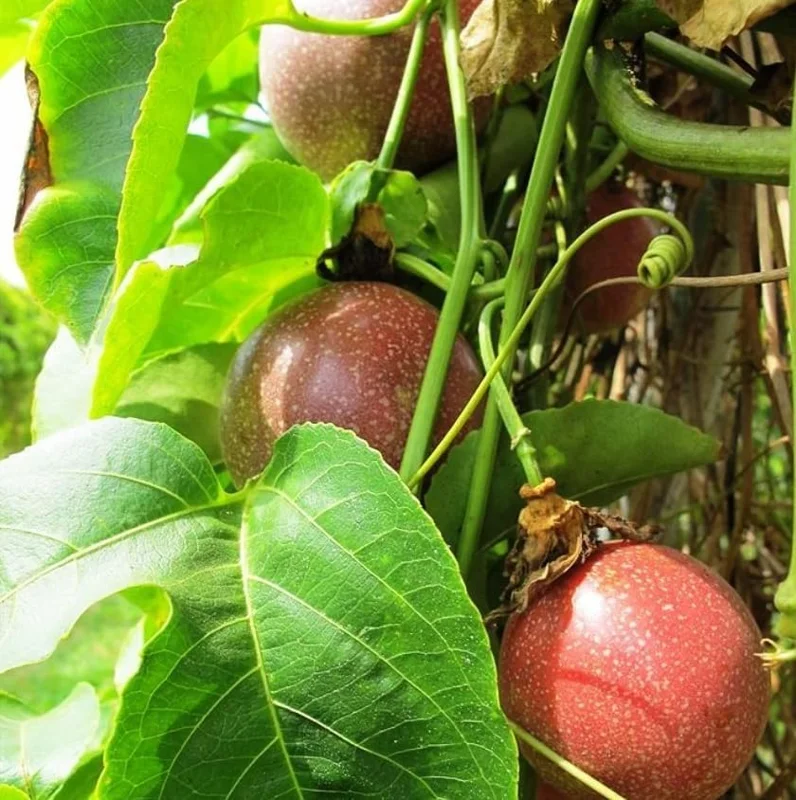 Purple Passion Fruit Plant - Passion Vine - 8-10 Inch Tall - 4 Inch Pot
