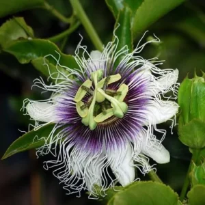 Purple Passion Fruit Plant - Passion Vine - 8-10 Inch Tall - 4 Inch Pot
