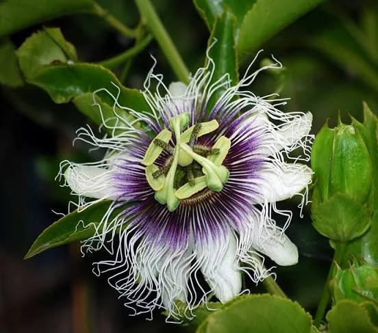 Purple Passion Fruit Plant - Passion Vine - 8-10 Inch Tall - 4 Inch Pot