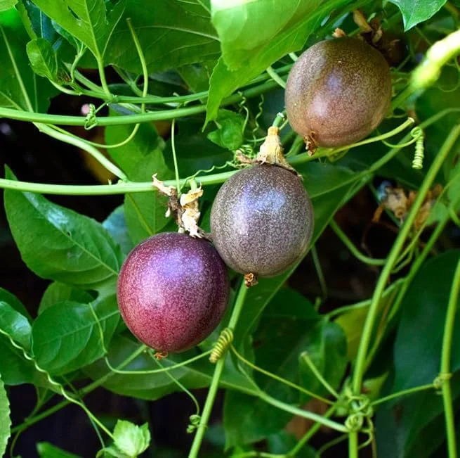Purple Passion Fruit Plant - Passion Vine - 8-10 Inch Tall - 4 Inch Pot