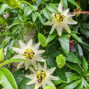 Purple Passion Fruit Tree Live Plant for Planting 4’’ Pot 12”Tall Outdoor Garden