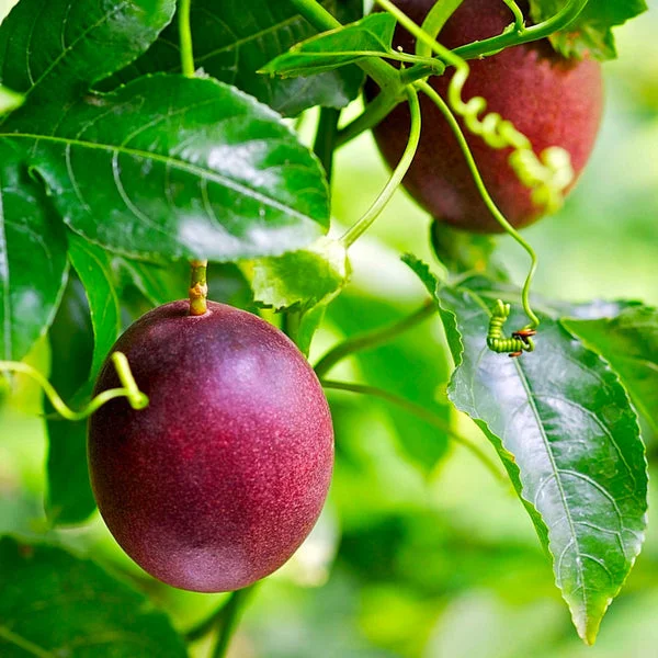 Purple Possum Passion Fruit Plant - 2-4 inch Plug - Edible Vine