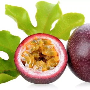 Purple Possum Passion Fruit Plant - 2-4 inch Plug - Edible Vine
