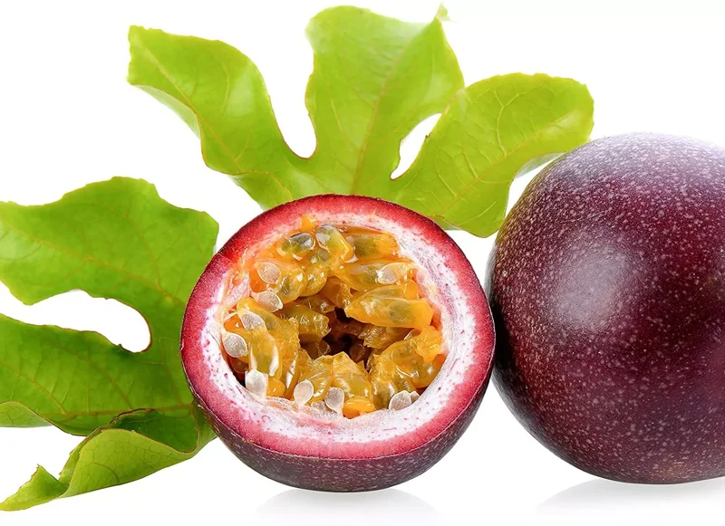 Purple Possum Passion Fruit Plant - 2-4 inch Plug - Edible Vine