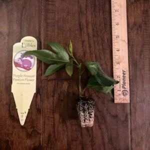 Purple Possum Passion Fruit Plant - 2-4 inch Plug - Edible Vine