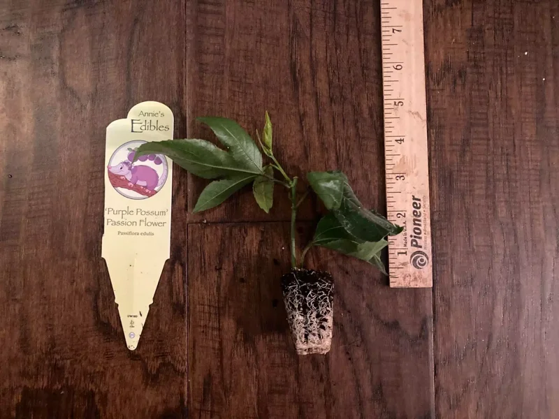Purple Possum Passion Fruit Plant - 2-4 inch Plug - Edible Vine
