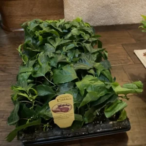 Purple Possum Passion Fruit Plant - 2-4 inch Plug - Edible Vine