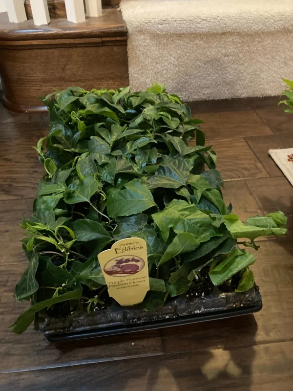 Purple Possum Passion Fruit Plant - 2-4 inch Plug - Edible Vine