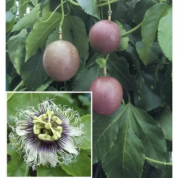 Purple Possum Passion Fruit Plant - 2-4 inch Plug - Edible Vine