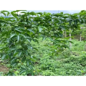 Purple Possum Passionfruit Plant - 4-6 Inch Vine Seedling - Easy to Grow