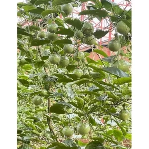 Purple Possum Passionfruit Plant - 4-6 Inch Vine Seedling - Easy to Grow