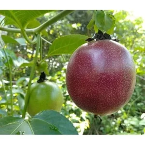 Purple Possum Passionfruit Plant - 4-6 Inch Vine Seedling - Easy to Grow