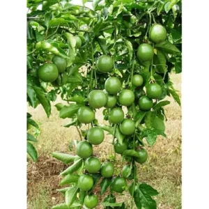 Purple Possum Passionfruit Plant - 4-6 Inch Vine Seedling - Easy to Grow