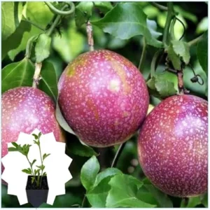 Purple Possum Passionfruit Plant - 4-6 Inch Vine Seedling - Easy to Grow