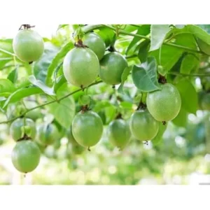 Purple Possum Passionfruit Plant - 4-6 Inch Vine Seedling - Easy to Grow