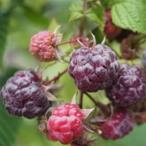 Purple Raspberry Plant - Live Glencoe Raspberry Bush -Sweet Fruit Tree