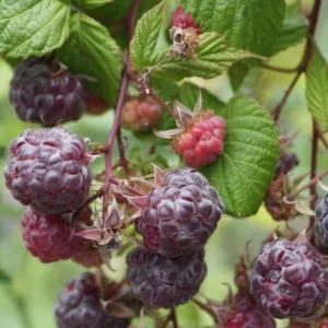 Purple Raspberry Plant - Live Glencoe Raspberry Bush -Sweet Fruit Tree