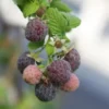 Purple Raspberry Plants - 2 Live Glencoe Raspberry Bush Plants - Sweet Fruit Tree - 4 to 8 Inch
