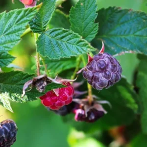Purple Raspberry Plants - 2 Live Glencoe Raspberry Bush Plants - Sweet Fruit Tree - 4 to 8 Inch