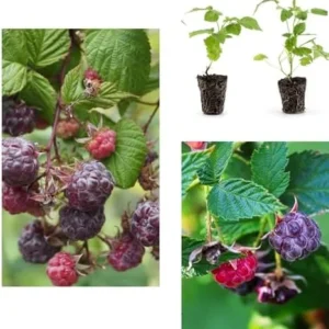 Purple Raspberry Plants - 2 Live Glencoe Raspberry Bush Plants - Sweet Fruit Tree - 4 to 8 Inch