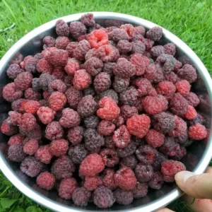 Purple Raspberry Plants - 2 Live Glencoe Raspberry Bush Plants - Sweet Fruit Tree - 4 to 8 Inch