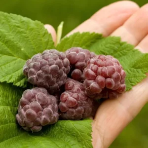 Purple Raspberry Plants - 2 Live Glencoe Raspberry Bush Plants - Sweet Fruit Tree - 4 to 8 Inch