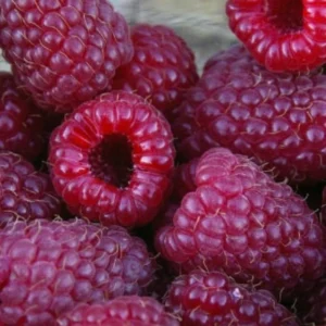 Purple Raspberry Plants Live Raspberry Bush - 4 Inch Pot Sweet Fruit Tree