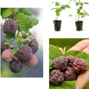Purple Raspberry Plants Live Raspberry Bush - 4 Inch Pot Sweet Fruit Tree